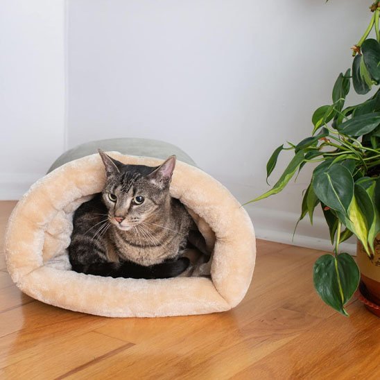 Coussin chat | Ultra - doux - Du Câlin Chat